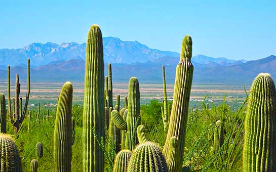 Seguro de viaje al parque nacional Saguaro